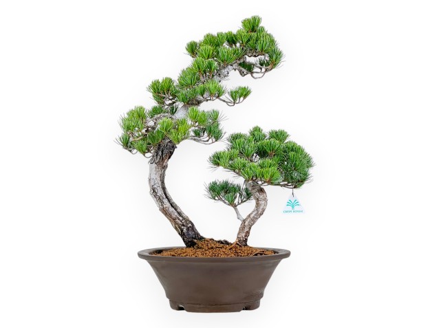 Pinus Pentaphylla - Pino - 57 cm