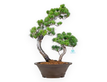 Pinus Pentaphylla - Kiefer - 57 cm