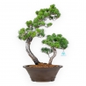 Pinus Pentaphylla - Pine five needles - 57 cm