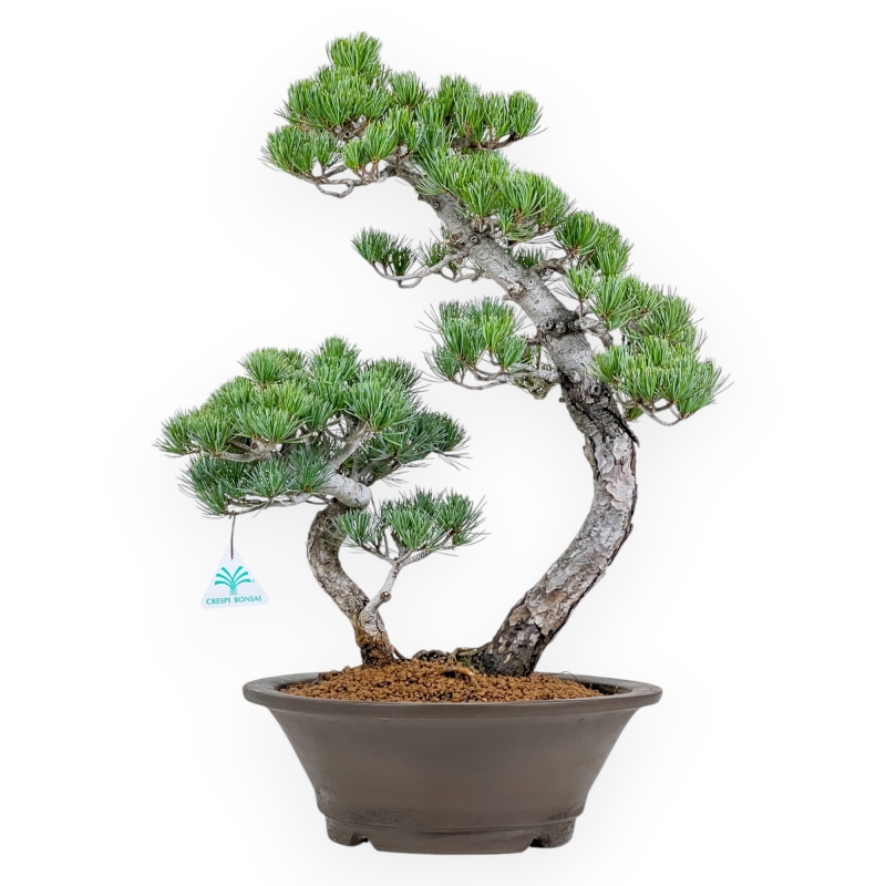 Pinus Pentaphylla - Pin à cinq aiguilles - 57 cm