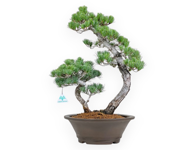 Pinus Pentaphylla - Pine five needles - 57 cm