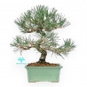 Pinus Thunbergii - Pin Noir - 27 cm