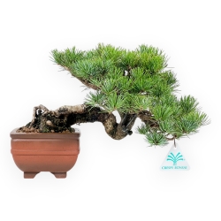 Pinus Pentaphylla Mineazuma - Pin à cinq aiguilles - 20 cm