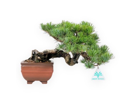 Pinus Pentaphylla Mineazuma - Pino a cinque aghi - 20 cm