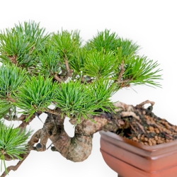 Pinus Pentaphylla Mineazuma - Pin à cinq aiguilles - 20 cm