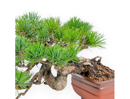 Pinus Pentaphylla Mineazuma - Pin à cinq aiguilles - 20 cm