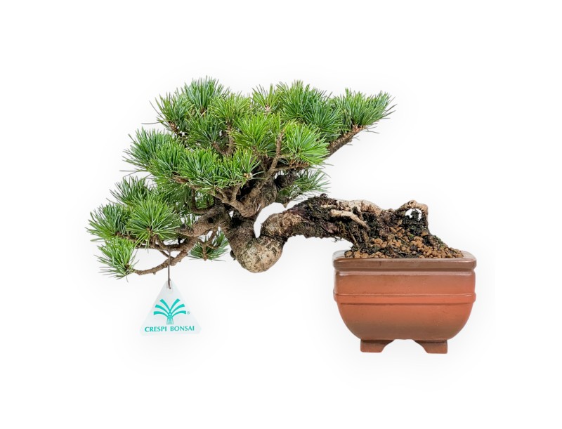 Pinus Pentaphylla Mineazuma - Kiefer - 20 cm