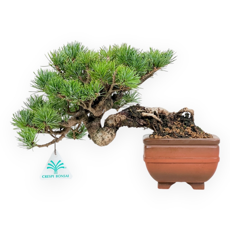 Pinus Pentaphylla Mineazuma - Pin à cinq aiguilles - 20 cm