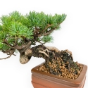 Pinus Pentaphylla Mineazuma - Pin à cinq aiguilles - 20 cm