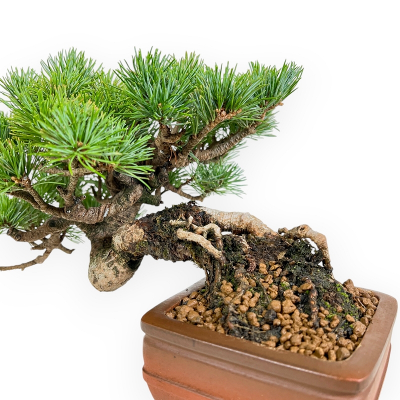 Pinus Pentaphylla Mineazuma - Pin à cinq aiguilles - 20 cm