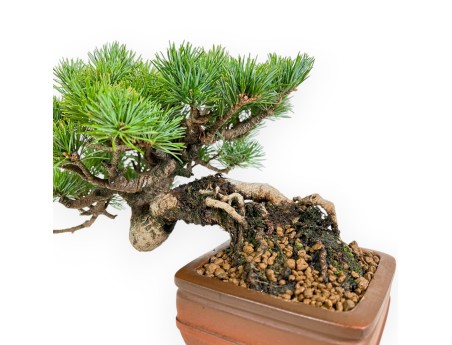 Pinus Pentaphylla Mineazuma - Pine five needles - 20 cm