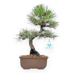 Pinus Thunbergii - Black Pine - 37 cm