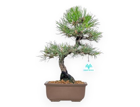 Pinus Thunbergii - Pin Noir - 37 cm