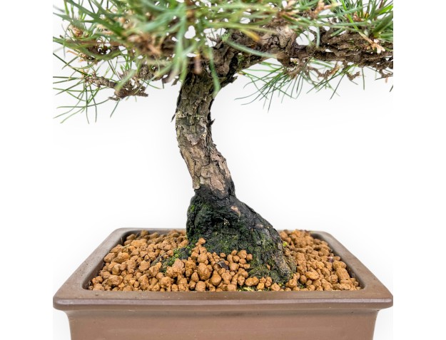 Pinus Thunbergii - Pino Nero - 37 cm 2
