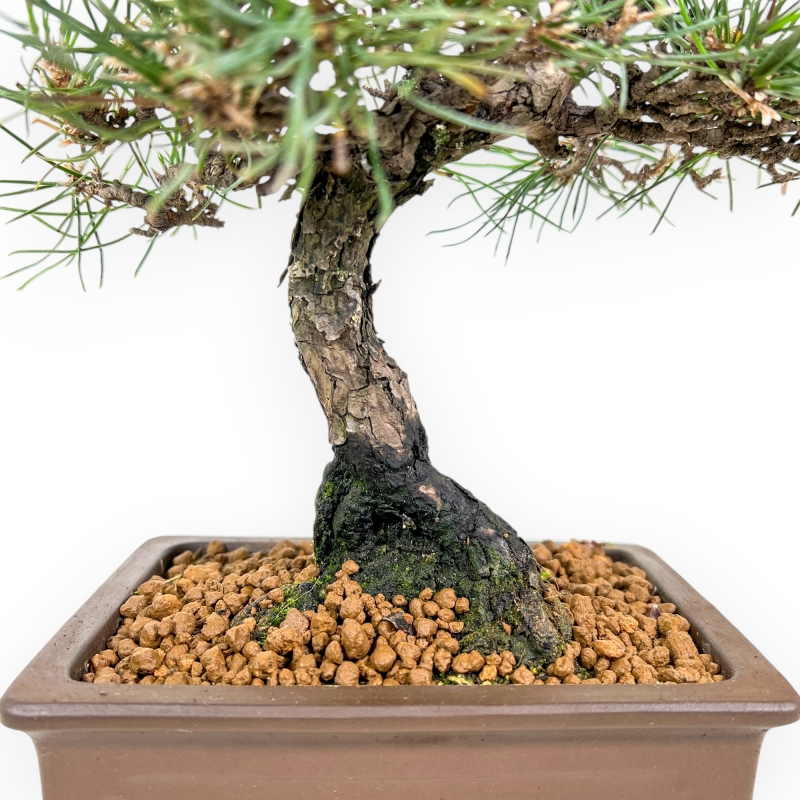 Pinus Thunbergii - Black Pine - 37 cm