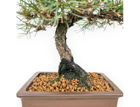 Pinus Thunbergii - Pino Nero - 37 cm