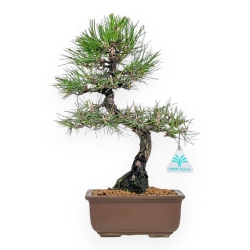Pinus Thunbergii - Black Pine - 37 cm