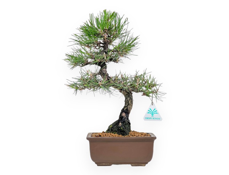 Pinus Thunbergii - Pin Noir - 37 cm