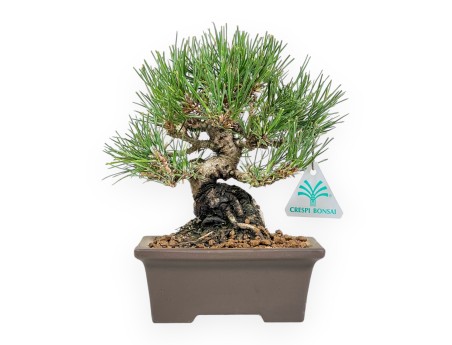 Pinus Thunbergii - Black Pine - 22 cm