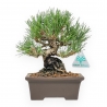 Pinus Thunbergii - Black Pine - 22 cm