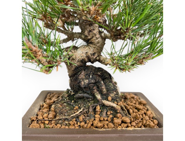 Pinus Thunbergii - Black Pine - 22 cm 2