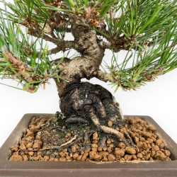 Pinus Thunbergii - Pino Nero - 22 cm