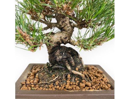 Pinus Thunbergii - Black Pine - 22 cm