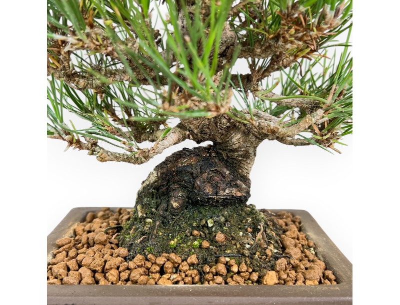 Pinus Thunbergii - Pin Noir - 22 cm