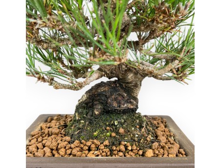 Pinus Thunbergii - Black Pine - 22 cm