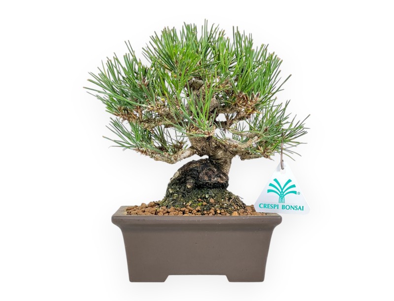 Pinus Thunbergii - Black Pine - 22 cm