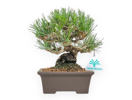 Pinus Thunbergii - Pino Nero - 22 cm