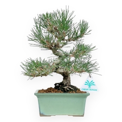 Pinus Thunbergii - Black Pine - 27 cm