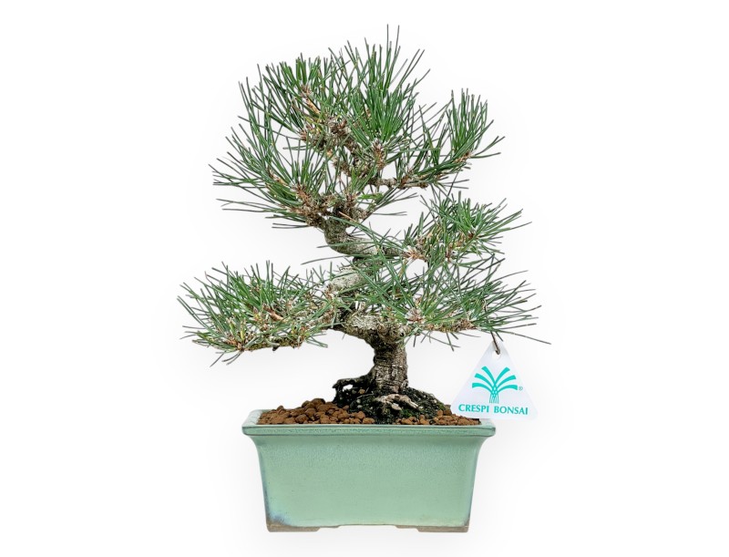 Pinus Thunbergii - Zwarte den - 27 cm