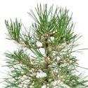Pinus Thunbergii - Black Pine - 27 cm