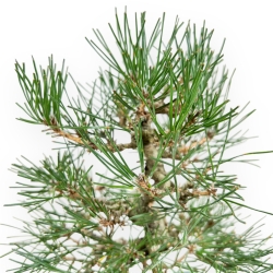 Pinus Thunbergii - Black Pine - 27 cm