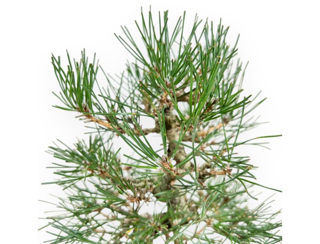 Pinus Thunbergii - Pino negro - 27 cm 2