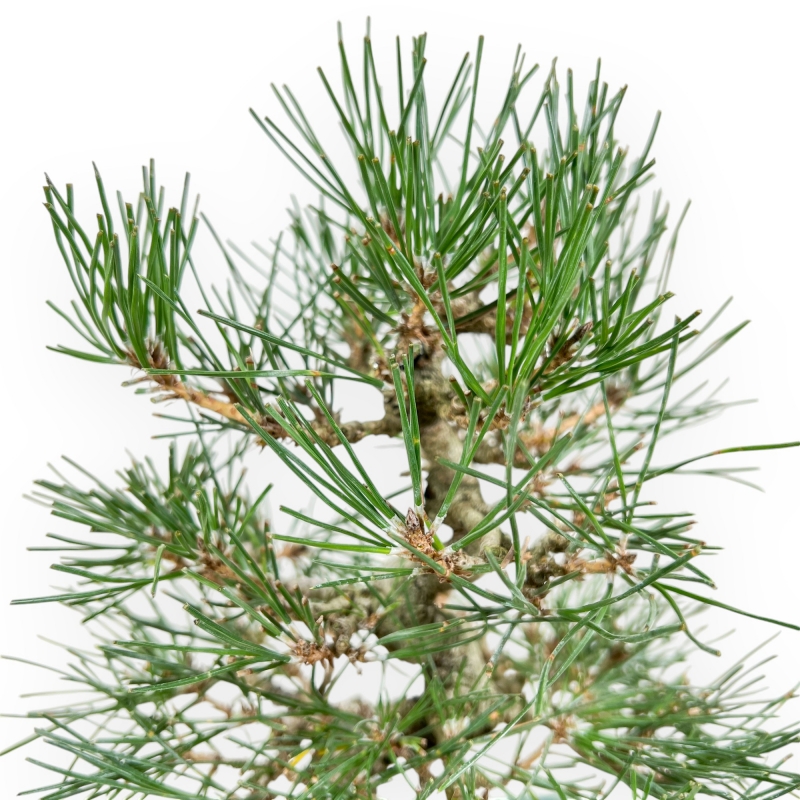 Pinus Thunbergii - Black Pine - 27 cm