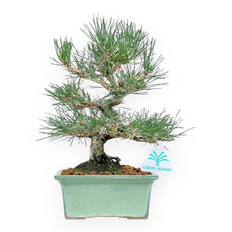Pinus Thunbergii - Black Pine - 27 cm