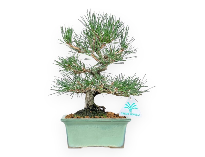 Pinus Thunbergii - Schwarzkiefer - 27 cm