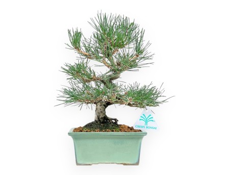 Pinus Thunbergii - Pino Nero - 27 cm