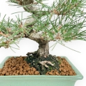 Pinus Thunbergii - Black Pine - 27 cm