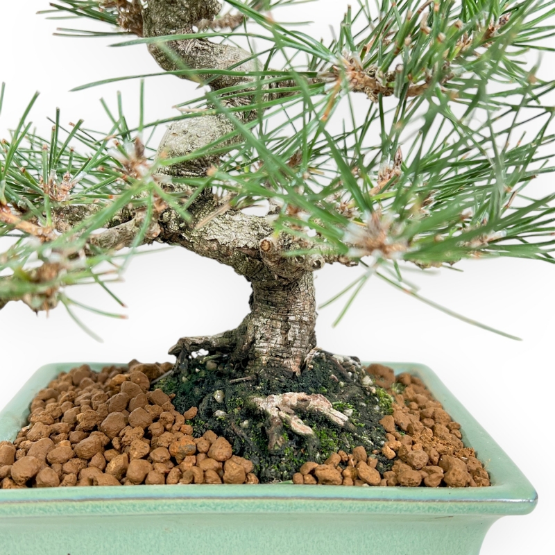 Pinus Thunbergii - Black Pine - 27 cm