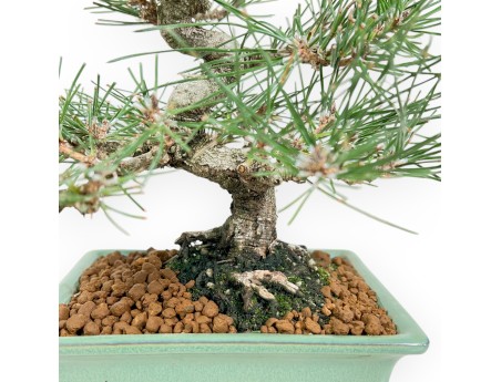 Pinus Thunbergii - Pino negro - 27 cm