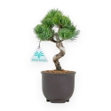Pinus Pentaphylla - Pin à cinq aiguilles - 24 cm