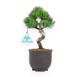 Pinus Pentaphylla - Den - 24 cm