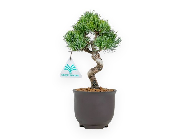 Pinus Pentaphylla - Pino - 24 cm