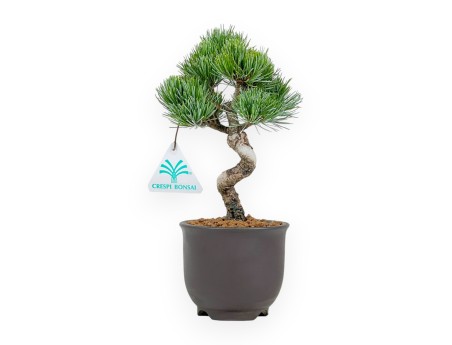 Pinus Pentaphylla - Pine five needles - 24 cm