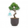 Pinus Pentaphylla - Pine five needles - 24 cm