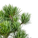 Pinus Pentaphylla - Den - 24 cm