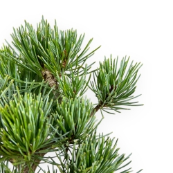 Pinus Pentaphylla - Den - 24 cm
